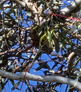 Rock Stuck In Tree