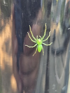 20260630 Green Jumping Spider