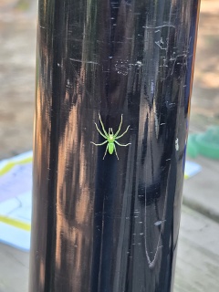 20260630 Spider On A Spiderbeam!