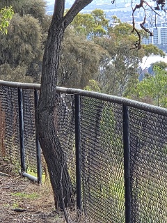 Excellent EFHW wire mounting point! Search for broken fence next to tree towards the lake. run wire parallel with fence to the bench.